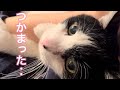 先生につかまって、オコ!になるれいちゃんと最終的にはやっぱりフラれる先生【病院猫のれいちゃん】