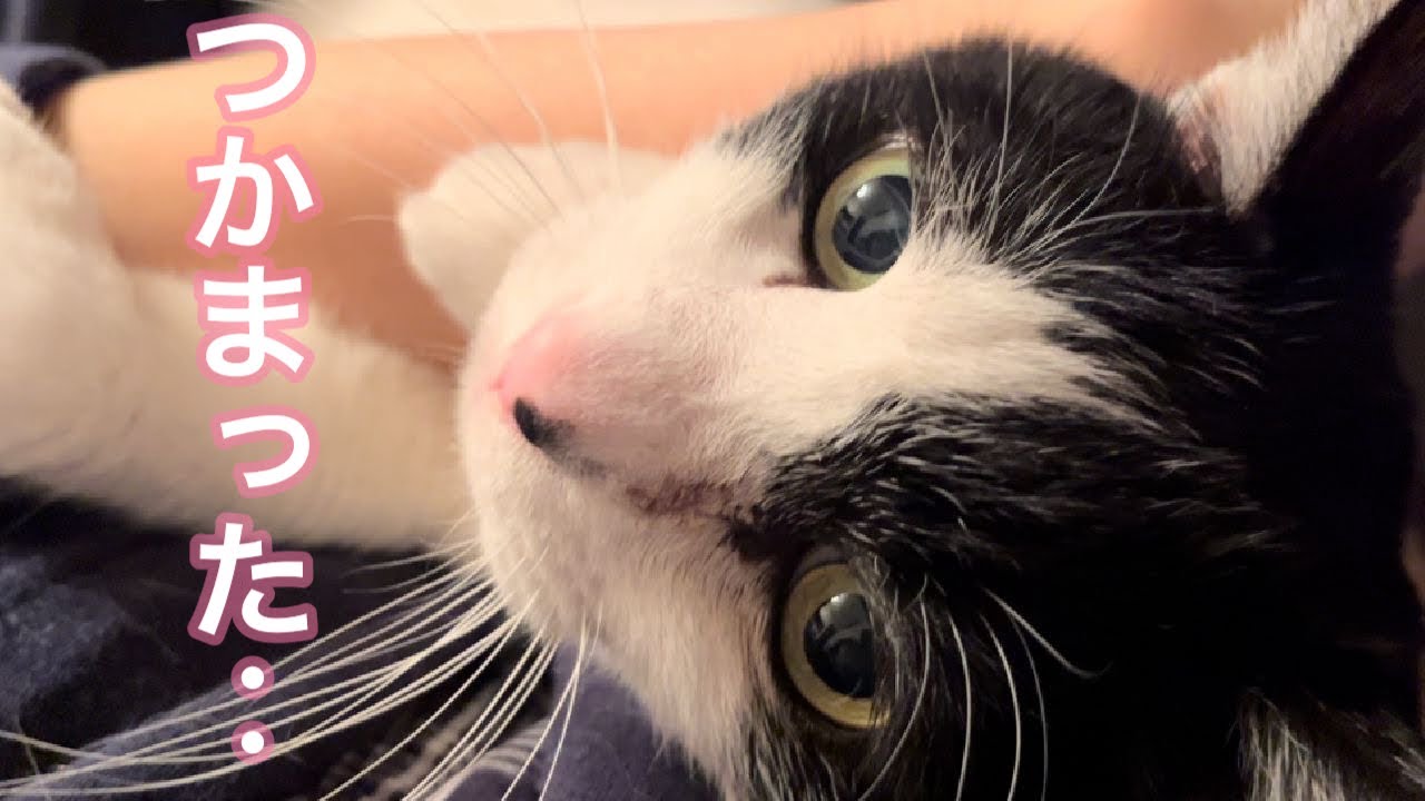 先生につかまって、オコ！になるれいちゃんと最終的にはやっぱりフラれる先生【病院猫のれいちゃん】