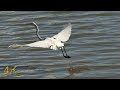 Canada part 4/4: Late summer one hour footage of nature and wildlife in 4K