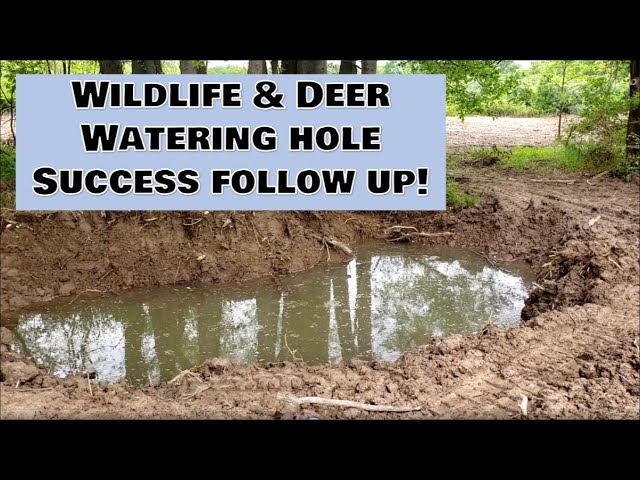 How to Build a Small Pond for Deer: A DIY Guide