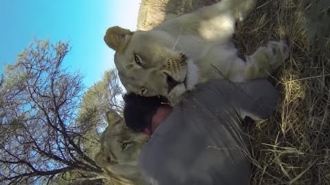 Lion Gets JEALOUS | The Lion Whisperer