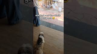 tiny dog… big confidence 😎 #cutemoment #funnydog #shihtzulife #shihtzu #petshub #petlove #petparent