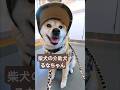 柴犬介助犬るな電車移動 【介助犬と桃にゃん】