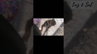 la lolita mas lista para la caminata#ejercicios #vlog #hogar #pedigree #dogchow#hogaracogedor