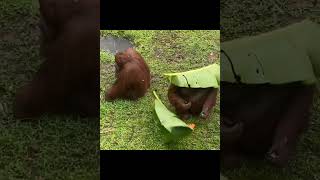 Orangutan Steals Orangutans Leaf.