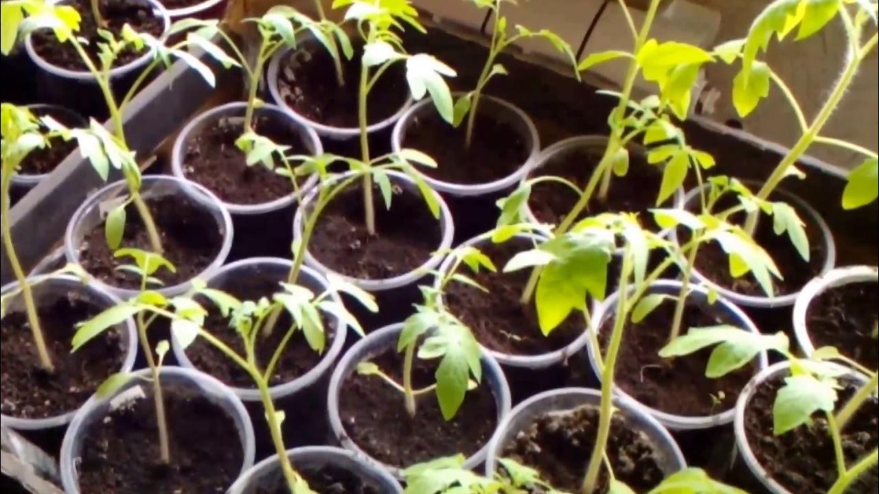 горшочки для рассады помидор. атлет для рассады томатов. всходы помидоров в торфяных таблетках. торфяные горшочки для рассады. пикировка томатов в торфяных таблетках.