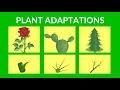 Adaptations in Plants | Video lesson for Kids