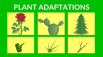 Adaptations in Plants | Video lesson for Kids