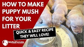 How To Make The Best Puppy Mush For Labradors (2022)