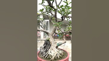 Ficus virens or Pilkhan on rock Pruning tip #bonsai #plantsofindia,#gardeningtips