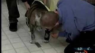 Texass TV Debut - The bulldog with a leg brace