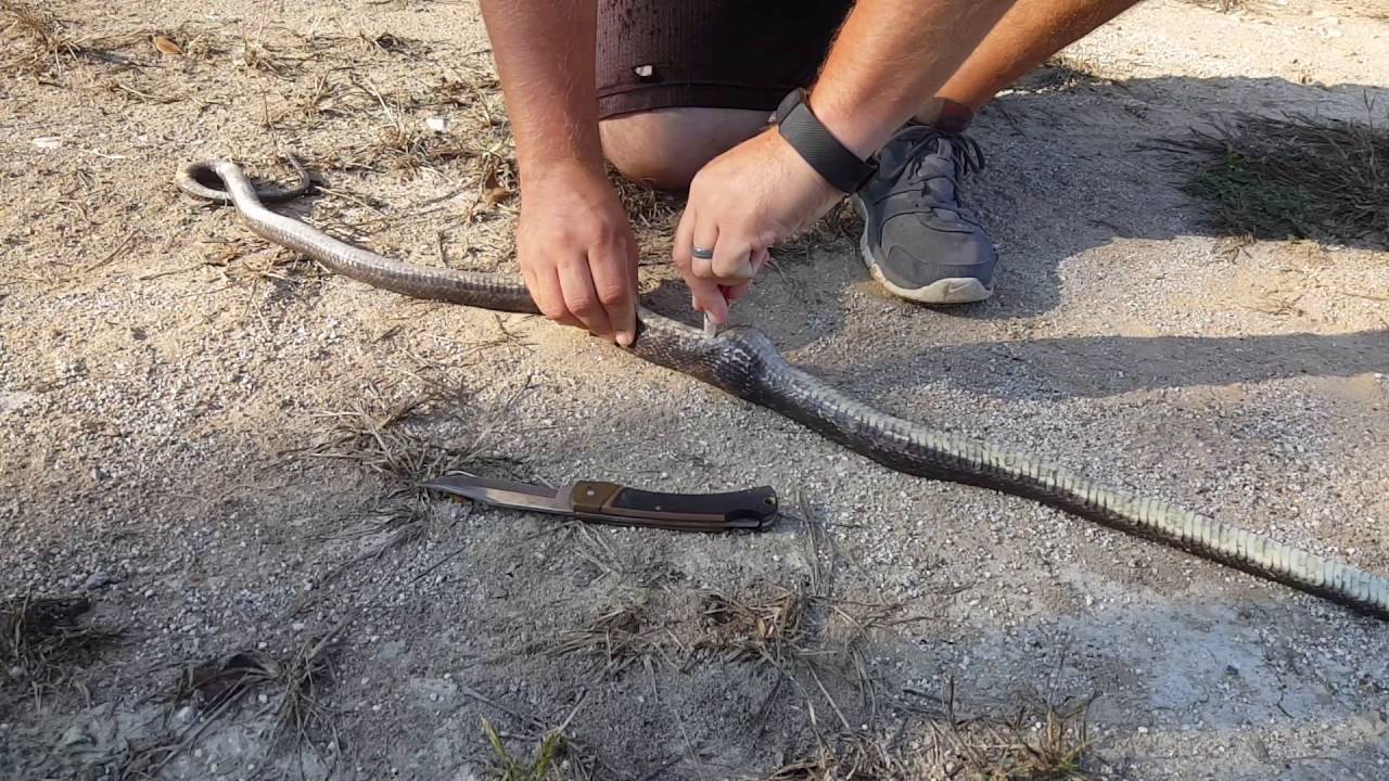 Removing a golf ball from a snake YouTube