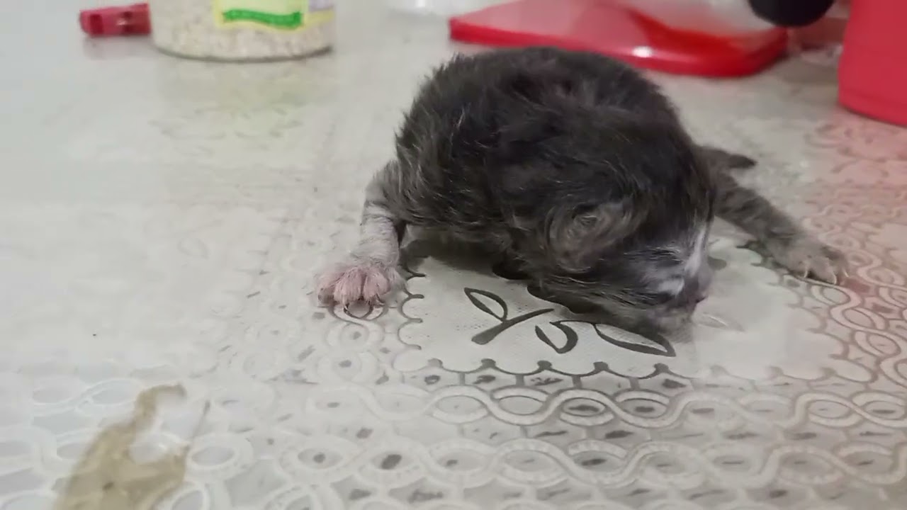 Ang Ganda ng mga kulay  2days pa lang Sila🥰😻🙀