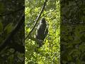 Scottish wildlife, paths/trails, JackDaw, Ducklings #scotland #wildlife #celticcove #jackdaw