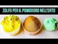 Zolfo per il Pomodoro nell' Orto Grande Risparmio