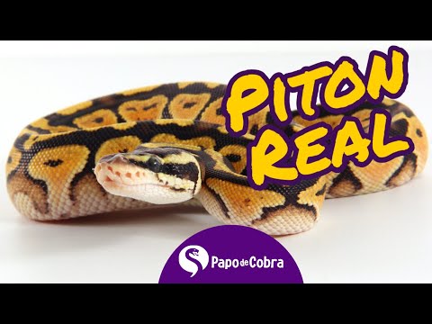 CANINANA, Cobras Brasileiras #4