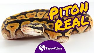 Papo de Cobra on X: Quer ver uma píton real (ou vários outros animais)  dentro da sua casa? A realidade virtual te permite. Basta colocar o nome do  animal na busca do