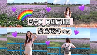 马六甲网红后花园 ( taman semabok perdana )  紫色花海 vlog 