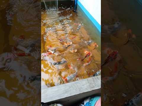 PRETTY KOI GOOD AFTERNOON #shorts