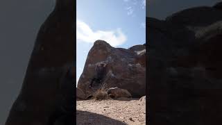 Beardsley Boulders Smokey Desperado And The Sunshine Kid