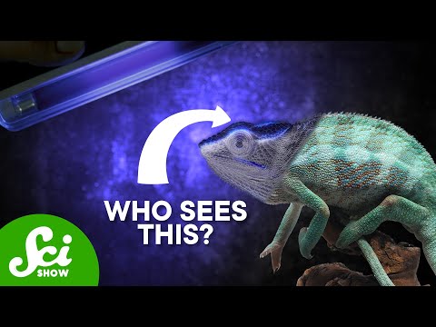 SciShow