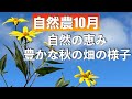【自然農10月】自然の恵み 豊かな秋の畑の様子