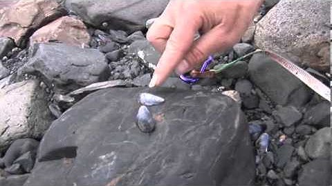 Monitoring Mussels in Southwest Alaska