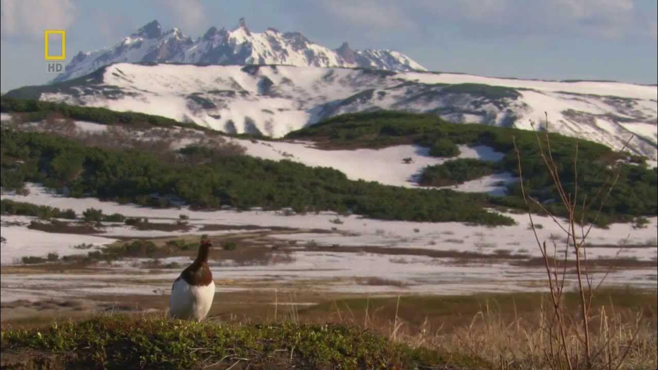 Дикая россия видео. Стен Бергман по дикой Камчатке. Дикая природа России портал.