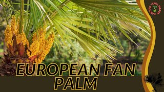 EUROPEAN FAN PALM Information & Growing Tips! (Chamaerops humilis)