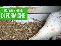 Formiche ðŸœ nel pollaio: â˜ ï¸ attenzione  â˜ ï¸