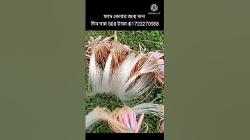 waterhen dahuk bird trap easy handing.ruak ruak bird traps.duck bird trap handing.