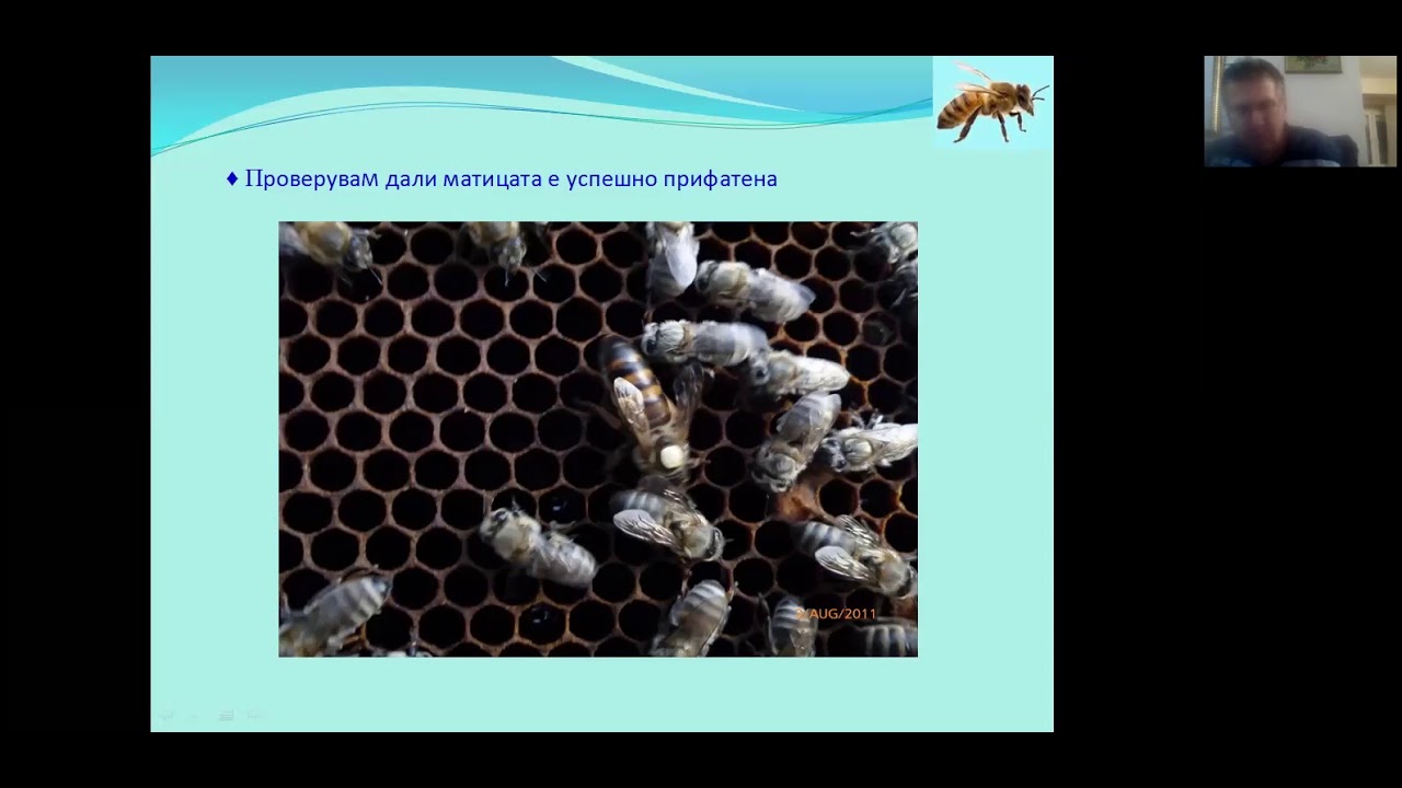 Мој начин на пчеларење со ЛР кошница - Марјан Петровски