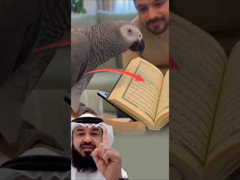 ما أجمل أن يشاركك الطائر تلاوة القرآن لحظة تجمع بين الرحمة والذكر وصفاء النية اكسبلور لايك 