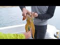 Yamashita squid fishing in Victoria. LIVE SEARCH, EGI OH K and TIP RUN technique.