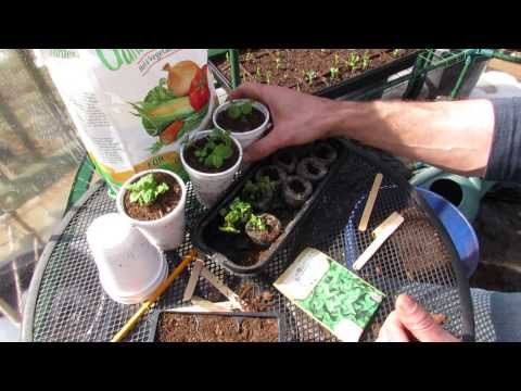 How to Seed Start & Cup Transplant Mint, Peppermint & Spearmint: Any Mint! - The Rusted Garden 2014