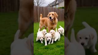 Dog and Puppy. #dog #gadgests #puppy #cute #goldenretriever #funny #labrador #cuteanimals #catsounds