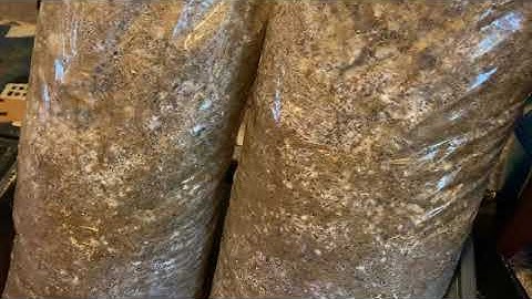 Mushroom Spawn Run. Growing in Bags.