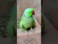 mithu mummy talking parrot 🦜🦜🦜 #talkingparot #parrot #shortvideo