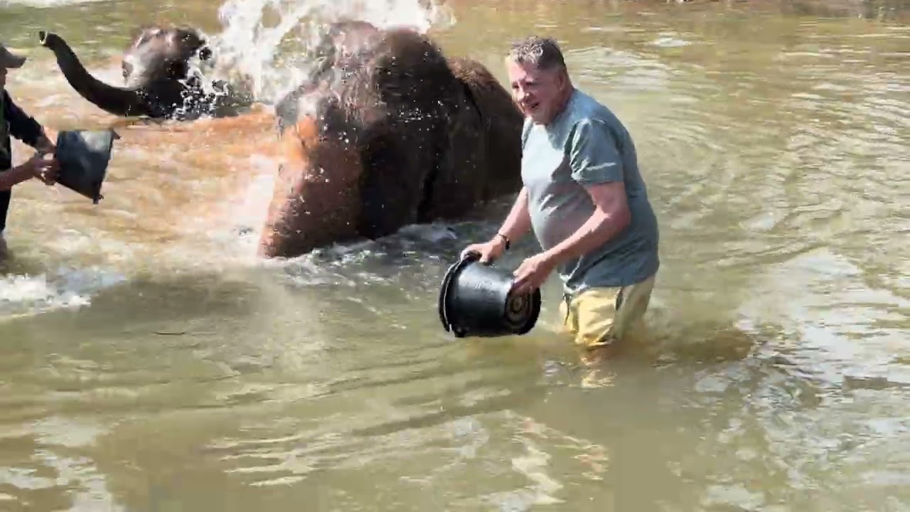 Bathing with Elephants 