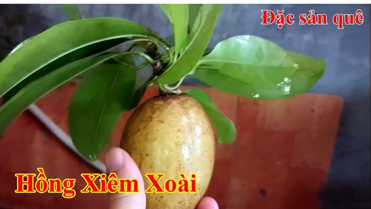 Công đoạn rửa Hồng Xiêm Xoài để Dấm sao cho ăn ngọt lịm - youtube