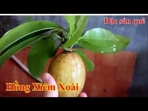 Video Công đoạn rửa Hồng Xiêm Xoài để Dấm sao cho ăn ngọt lịm - youtube