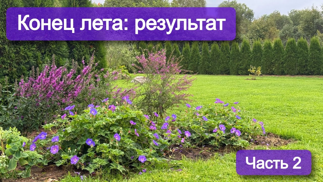 Растения, которые удивили в этом сезоне. Обзор сада в августе. Часть 2