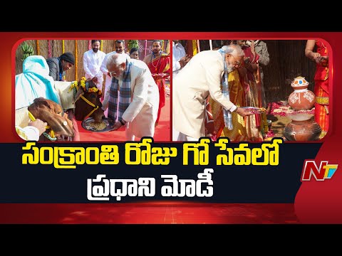 PM Modi Feeds Cows On The Auspicious Occasion Of Makar Sankranti | Heartwarming Moment | NTV - NTVTELUGU
