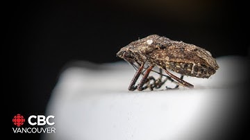 The trouble with stink bugs