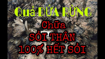 CHỮA SỎI THẬN HIỆU QUẢ ĐẢM BẢO HẾT SỎI 100% BẰNG QUẢ DỨA RỪNG