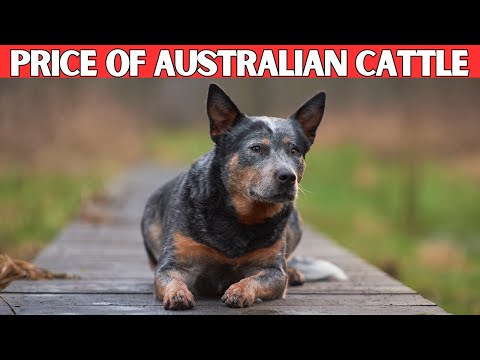 Australian Cattle Dog Price | How Much Does an Australian Cattle Dog Cost?