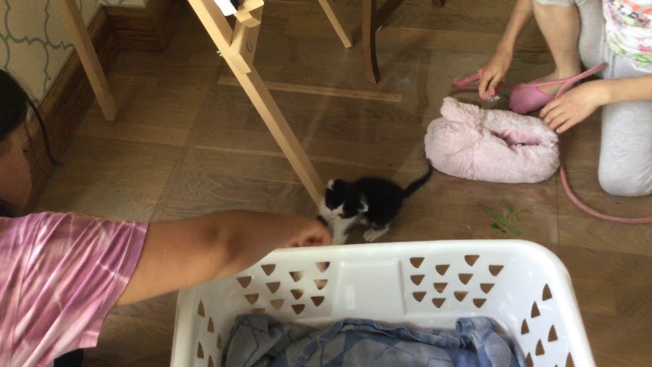 Yeni kedi YouTube