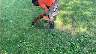 Puppy #2 _ Tracking Circle #2