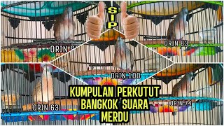 MANTAB❗15 PERKUTUT BANGKOK SUARA MERDU RING ORIN BIRD FARM