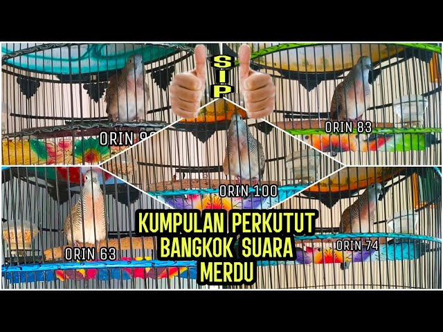 MANTAB❗15 PERKUTUT BANGKOK SUARA MERDU RING ORIN BIRD FARM class=